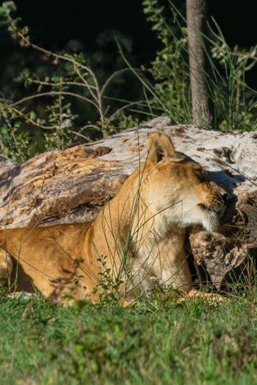 Don et mécénat d'entreprise