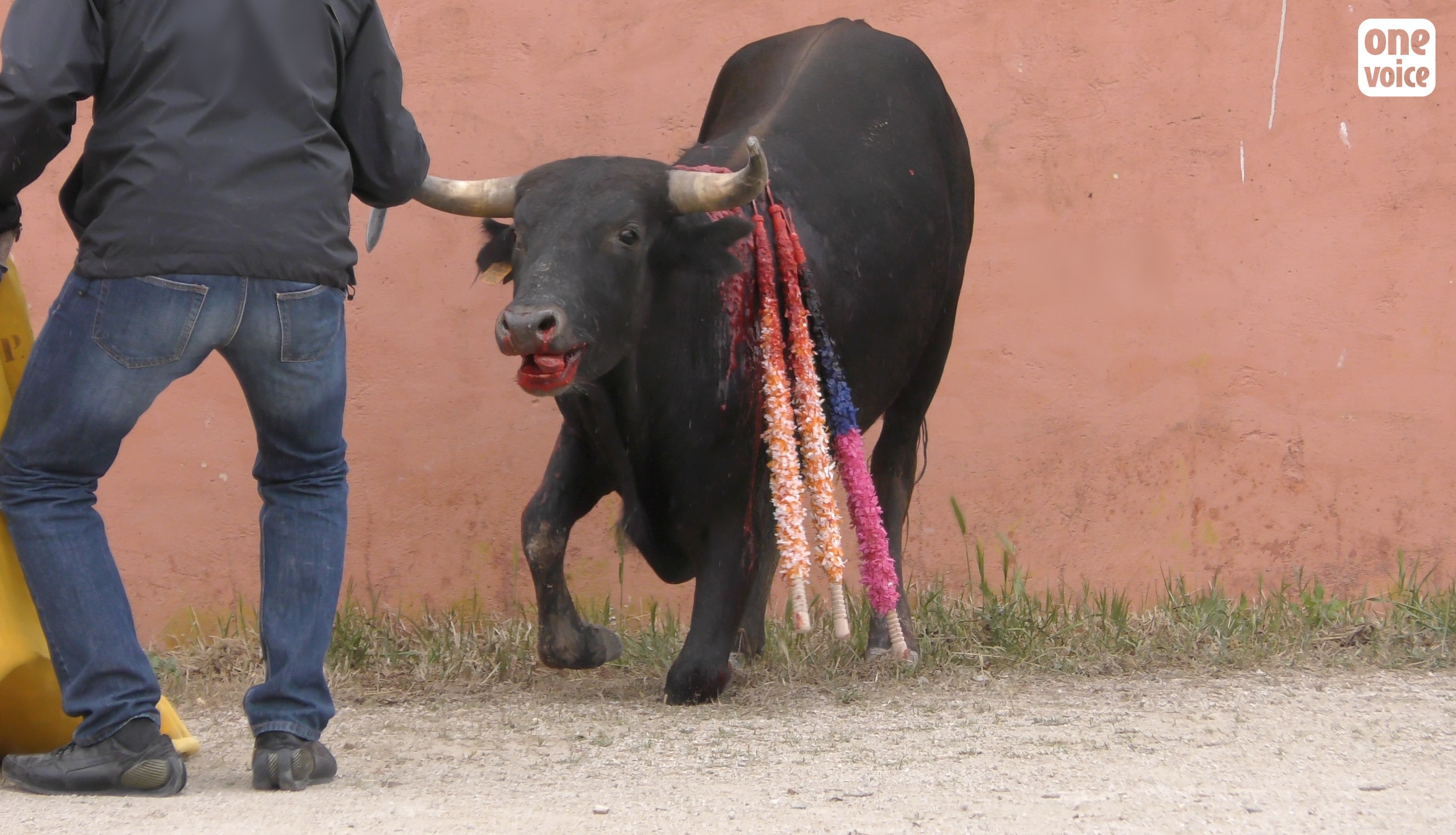 AU CŒUR D'UNE ÉCOLE DE TAUROMACHIE POUR LES ENFANTS EN FRANCE