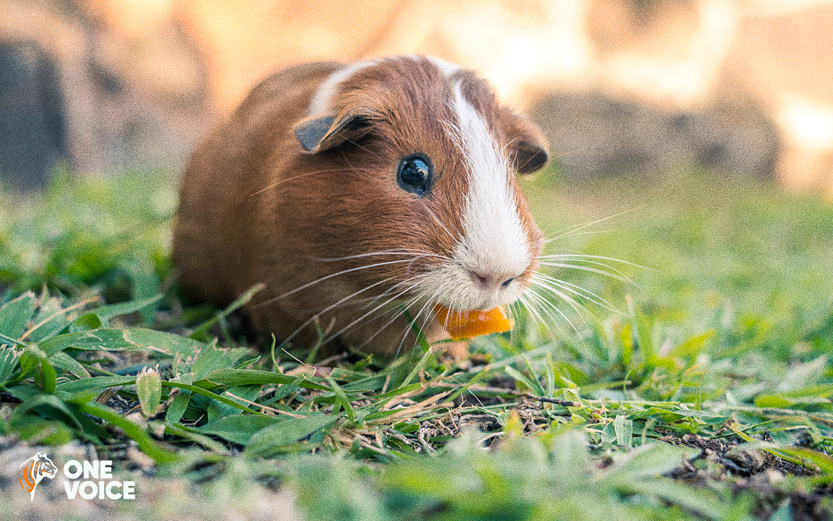Expérimentation animale : cochons d’Inde tués pour fabriquer de l’homéopathie, l’État condamné à la transparence!
