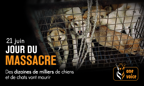 YULIN: STOP À LA FÊTE DU MARTYRE ANIMAL !