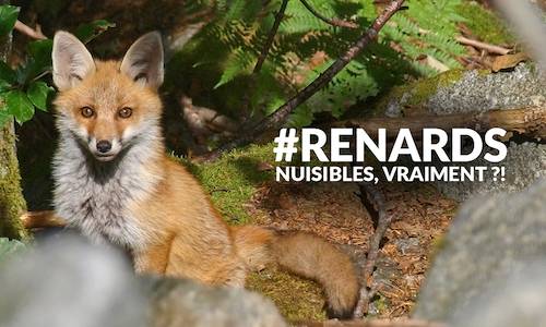 #RENARDS. NUISIBLES, VRAIMENT ?!