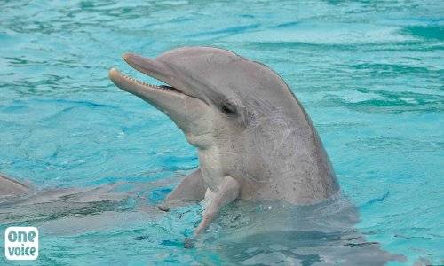 MADAME LA MINISTRE, AGISSEZ POUR LES #DAUPHINS